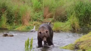 Kodiak Brown Bears Fishing for Pink Salmon near Larsen Bay, Alaska