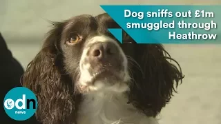 Hero dog sniffs out £1m cash smuggled through Heathrow