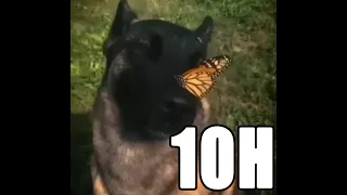 10 HOUR dog with butterfly on nose | aruarian Dance | i have no ennemies loop dog meme