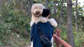 Why it's Hard to Bring a Big Dog on a Hiking