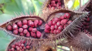 Urucum: o ouro vermelho de Paranacity