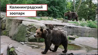 Калининградский зоопарк