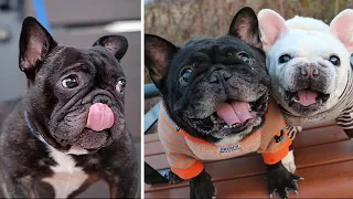 French Bulldog SOO Cute! Funny and Cute French Bulldog Puppies Compilation cute moment