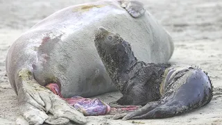 Amazing Elephant Seal giving birth first time on South Georgia - Mother Seal save her baby