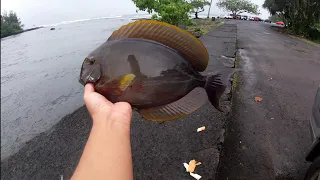 Hilo hawaii fishing