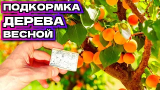 От этой подкормки абрикос будет ломиться от урожая! Мои деревья плодоносят каждый год!