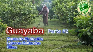 🔴Guayaba Parte#2: Marco de Plantación🌱 | Labores Culturales 🌳| Clima⛅