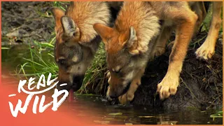 The Impact Of Captivity On Germany's Wolves | 4K Wildlife Documentary | Real Wild