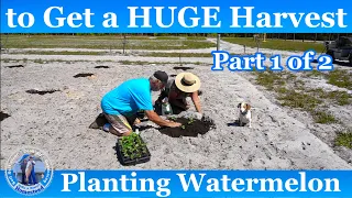 How to Grow Watermelon - HUGE Harvest l Part 1 of 2