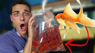 I BOUGHT EVERY GOLDFISH (PET STORE)