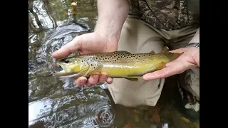 Pisgah National Forest Fly Fishing