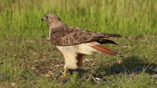 Red-tailed Hawk got a big prey: coot