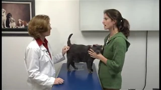 Gastrointestinal Diseases in Cats - Antibiotic Induced Diarrhoea - Treatment