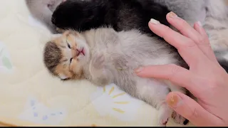 The reaction when I tickled a sleeping baby kitten was so cute.