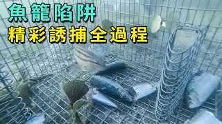 在海底分別放幾個臭魚和大雞腿，海鮮搶著往陷阱裏鑽，甚至還打得頭破血流！