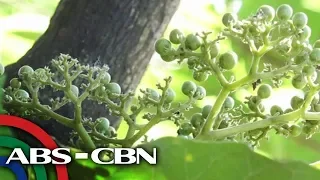 Salamat Dok: Alagaw | Cure Mula Sa Nature