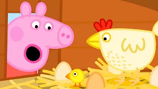 De Kippen Van Oma Big  🐣 Tekenfilm | Peppa Pig Nederlands Compilatie Nieuwe