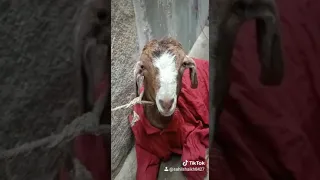 This is my beloved goat.