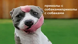 Смешные собаки приколы про собак Funny Dogs 2018 #1