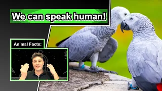 African Grey Parrot Facts | 10 Animal Facts about African Grey Parrots