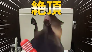 使い捨てオ〇ホを何回も使ってしまった話【猫ミーム】