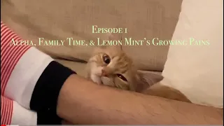 Kitten rejected by family of house cats [CC] Ep1 📦❤️AMBUSHxNike Air Adjust Force