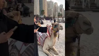 TRYING TO TOUCH A CAMEL 😂😂