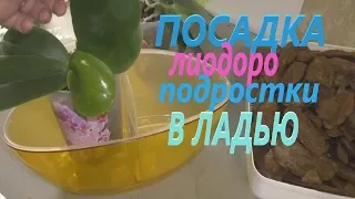 🔋Пересадка  #Liodoro Лиодоро✅ Первый полив. Плесень в горшке хорошо или плохо❓