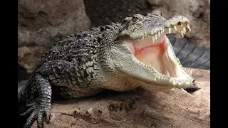 Ферма Крокодилов.Жестокий Мир Крокодилов.Об Этом Вы Могли не Знать.