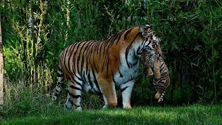 White Tiger cub playing with-his Mother in the grass || Tiger 4K HD Video || Animals Bazz.