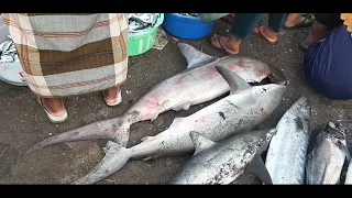 Melihat Tempat pelelangan Ikan di Lombok