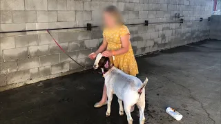 Why Was Beloved Pet Goat Slaughtered and Served at Barbeque?