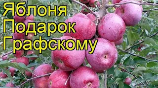 Яблоня Подарок Графскому. Краткий обзор, описание характеристик, где купить саженцы