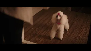 GBC1 Fifi The Vampire Poodle