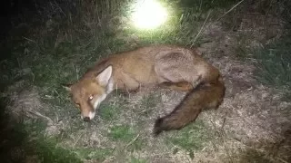 5x18 Xsight Fox Hunting little vixen from this morning