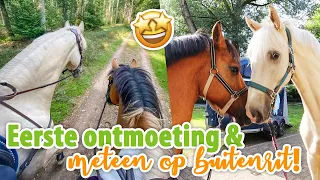 Marley en Nacho ONTMOETEN ELKAAR & hun eerste BUITENRIT SAMEN! | felinehoi VLOG #471