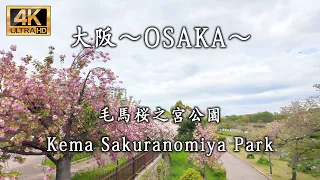 Japan Osaka 　毛馬桜之宮公園　Mozu Sakuranomiya Park　　 #osaka  #TravelJapan  #NatureBeauty