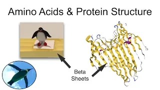 Amino Acids and Levels of Protein Structure