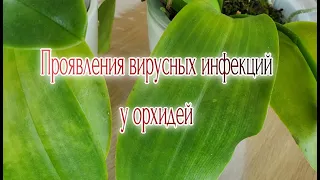 Орхидеи Проявления вирусных инфекций