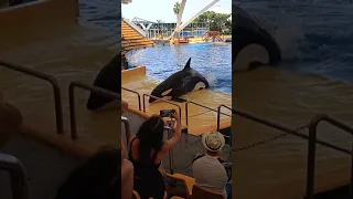 espectáculo de ballenas, orca en tenerife españa