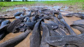 best unique fishing - catch a lot of catfish in little water by hand a fisherman