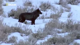 BBC National Geographic   The Rise of Black Valley of the Wolves Wild Nature   HD Documentary