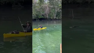 Gator Chases Kayak