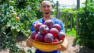 How to Easily Grow Apples, Complete Growing Guide