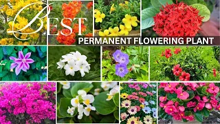 Top 15 perennial flowering plants | Permanent flowering plants | Long Blooming Perennial Flowers