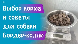 Выбор корма и советы по питанию для собаки Бордер-колли