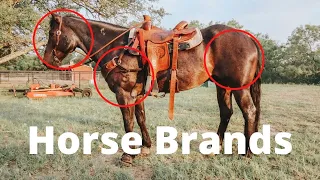 Horse Brands 101