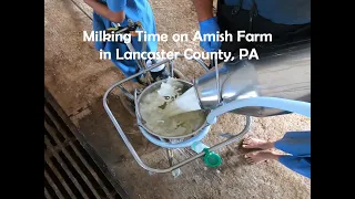 It's Evening Milking Time On The Farm...Amish Farm Lancaster County, PA