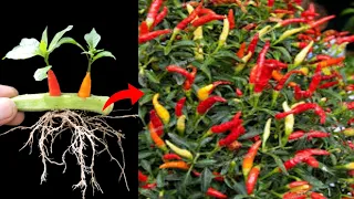 Tips for growing chilli tree with Aloe Vera,, Best method propagate chilli tree with ladies finger