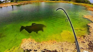 RARE MONSTER FISH in CRYSTAL CLEAR POND!!! (INSANE)
